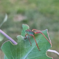 Caedicia simplex at Watson, ACT - 13 Jan 2023