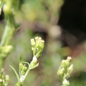 Erigeron bonariensis at Hackett, ACT - 10 Mar 2023