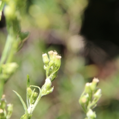 Erigeron bonariensis (Flaxleaf Fleabane) at Hackett, ACT - 9 Mar 2023 by petersan