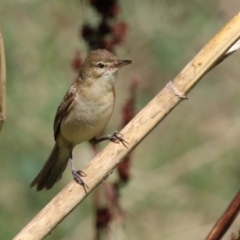 Acrocephalus australis (Australian Reed-Warbler) at Stony Creek - 10 Mar 2023 by RodDeb