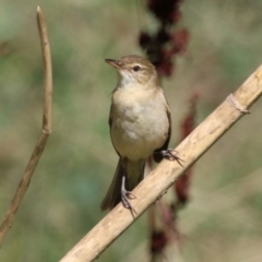 Acrocephalus australis at Stromlo, ACT - 10 Mar 2023