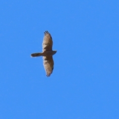 Accipiter fasciatus (Brown Goshawk) at Stony Creek - 10 Mar 2023 by RodDeb