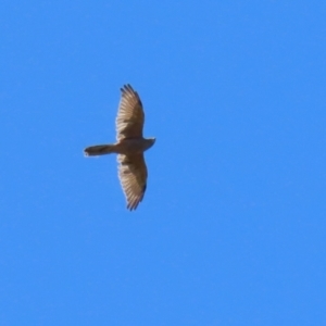 Tachyspiza fasciata at Stromlo, ACT - 10 Mar 2023