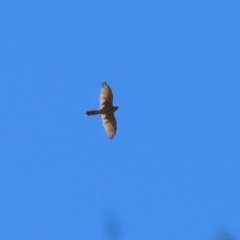 Tachyspiza fasciata at Stromlo, ACT - 10 Mar 2023