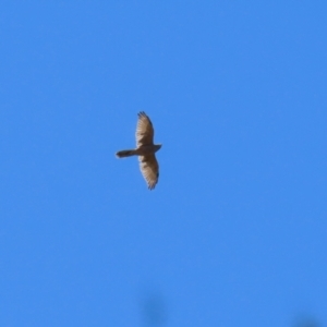 Tachyspiza fasciata at Stromlo, ACT - 10 Mar 2023