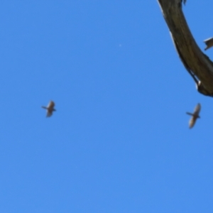 Accipiter fasciatus at Stromlo, ACT - 10 Mar 2023