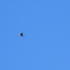 Accipiter fasciatus at Stromlo, ACT - 10 Mar 2023