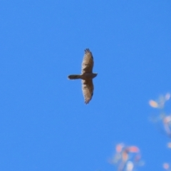 Accipiter fasciatus at Stromlo, ACT - 10 Mar 2023