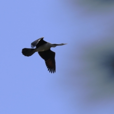 Anhinga novaehollandiae (Australasian Darter) at Stromlo, ACT - 10 Mar 2023 by RodDeb
