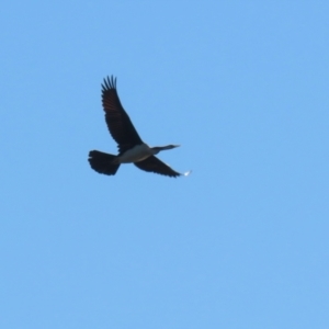 Anhinga novaehollandiae at Stromlo, ACT - 10 Mar 2023 10:55 AM