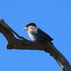 Eurystomus orientalis (Dollarbird) at Stromlo, ACT - 10 Mar 2023 by RodDeb