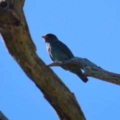 Eurystomus orientalis at Stromlo, ACT - 10 Mar 2023