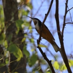 Acanthorhynchus tenuirostris (Eastern Spinebill) at Stromlo, ACT - 10 Mar 2023 by RodDeb