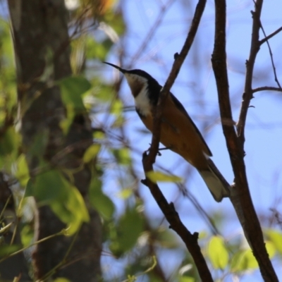 Acanthorhynchus tenuirostris (Eastern Spinebill) at Cotter Reserve - 10 Mar 2023 by RodDeb