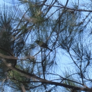 Acanthorhynchus tenuirostris at Stromlo, ACT - 10 Mar 2023