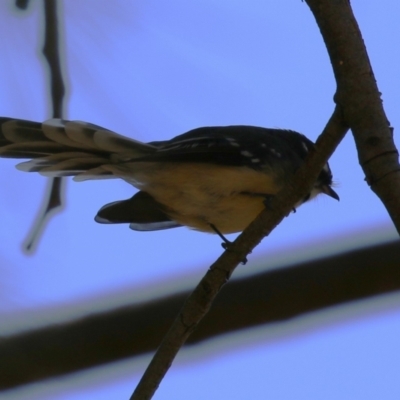 Rhipidura albiscapa (Grey Fantail) at Cotter Reserve - 10 Mar 2023 by RodDeb