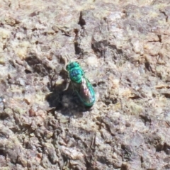 Primeuchroeus sp. (genus) (Cuckoo Wasp) at Cotter Reserve - 10 Mar 2023 by RodDeb