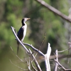 Microcarbo melanoleucos (Little Pied Cormorant) at Stony Creek - 10 Mar 2023 by RodDeb