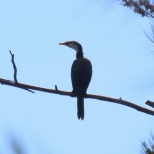 Microcarbo melanoleucos at Stromlo, ACT - 10 Mar 2023