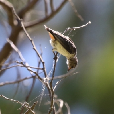 Dicaeum hirundinaceum (Mistletoebird) at Cotter Reserve - 10 Mar 2023 by RodDeb