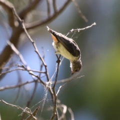 Dicaeum hirundinaceum (Mistletoebird) at Cotter Reserve - 10 Mar 2023 by RodDeb