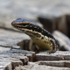 Eulamprus heatwolei (Yellow-bellied Water Skink) at Stromlo, ACT - 10 Mar 2023 by RodDeb