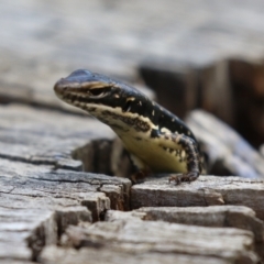 Eulamprus heatwolei at Stromlo, ACT - 10 Mar 2023