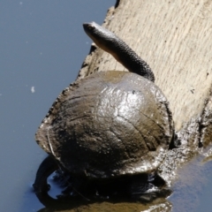 Chelodina longicollis (Eastern Long-necked Turtle) at Stromlo, ACT - 10 Mar 2023 by RodDeb
