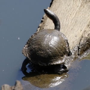 Chelodina longicollis at Stromlo, ACT - 10 Mar 2023 12:56 PM