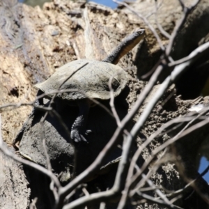 Chelodina longicollis at Stromlo, ACT - 10 Mar 2023 12:56 PM