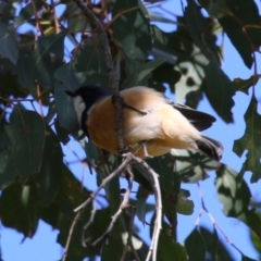 Pachycephala rufiventris (Rufous Whistler) at Cotter Reserve - 9 Mar 2023 by RodDeb