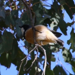 Pachycephala rufiventris (Rufous Whistler) at Stromlo, ACT - 9 Mar 2023 by RodDeb