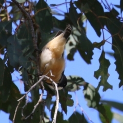 Pachycephala rufiventris at Stromlo, ACT - 10 Mar 2023