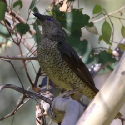 Ptilonorhynchus violaceus (Satin Bowerbird) at Cotter Reserve - 10 Mar 2023 by RodDeb