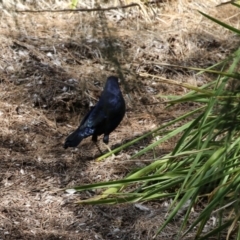 Ptilonorhynchus violaceus at Stromlo, ACT - 10 Mar 2023 11:31 AM