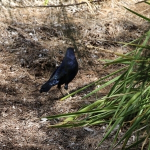 Ptilonorhynchus violaceus at Stromlo, ACT - 10 Mar 2023 11:31 AM