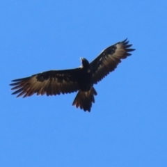 Aquila audax (Wedge-tailed Eagle) at Stromlo, ACT - 10 Mar 2023 by RodDeb