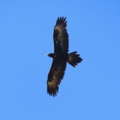 Aquila audax at Stromlo, ACT - 10 Mar 2023 11:43 AM