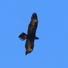 Aquila audax at Stromlo, ACT - 10 Mar 2023 11:43 AM