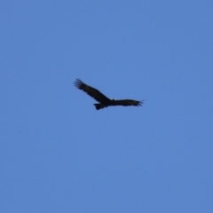 Aquila audax at Stromlo, ACT - 10 Mar 2023 11:43 AM