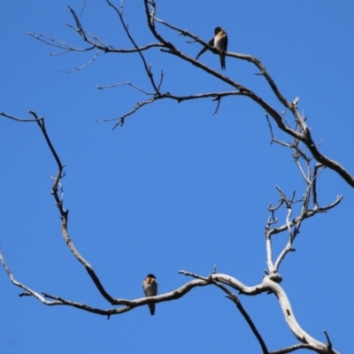 Hirundo neoxena (Welcome Swallow) at Stromlo, ACT - 10 Mar 2023 by RodDeb