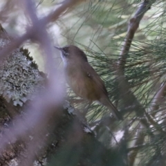 Sericornis frontalis (White-browed Scrubwren) at Cotter Reserve - 10 Mar 2023 by RodDeb