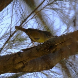 Sericornis frontalis at Stromlo, ACT - 10 Mar 2023