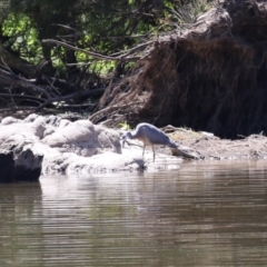 Egretta novaehollandiae (White-faced Heron) at Coree, ACT - 10 Mar 2023 by RodDeb