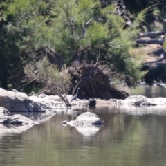 Egretta novaehollandiae at Coree, ACT - 10 Mar 2023