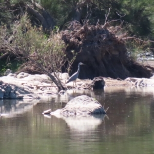 Egretta novaehollandiae at Coree, ACT - 10 Mar 2023 12:32 PM