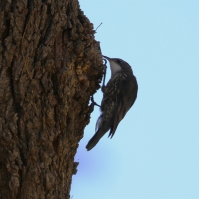 Cormobates leucophaea (White-throated Treecreeper) at Cotter Reserve - 10 Mar 2023 by RodDeb