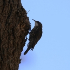 Cormobates leucophaea at Stromlo, ACT - 10 Mar 2023