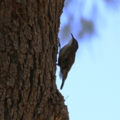 Cormobates leucophaea at Stromlo, ACT - 10 Mar 2023