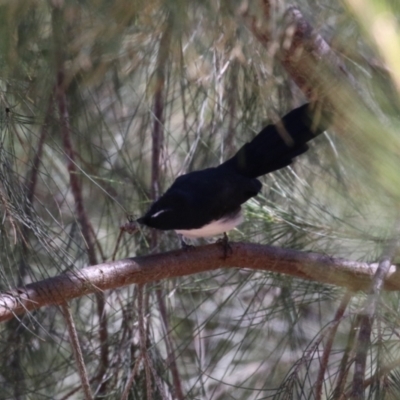 Rhipidura leucophrys (Willie Wagtail) at Cotter Reserve - 10 Mar 2023 by RodDeb